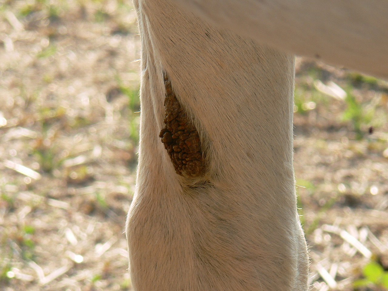 Chestnuts On Horses What Are They And Why Do They Have Them 